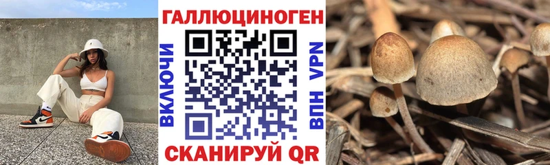 где купить   Кстово  Галлюциногенные грибы GOLDEN TEACHER 